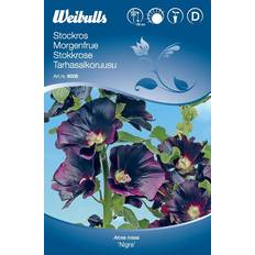 Weibulls Morgenfrue Blomsterfrø