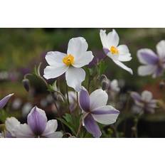 Anemone Staude