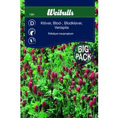 Weibulls Blomsterfröer Weibulls Klöver Blod Storportion