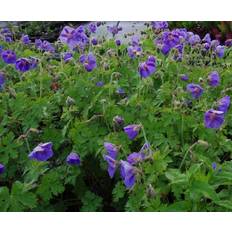 Geranium Staude