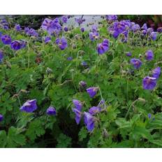 Perennials Geranium