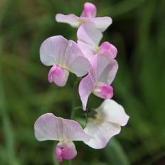 Lathyrus Latifolius Prydbusk