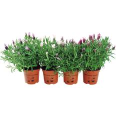 Sommerfugle Lavendel Potteplante