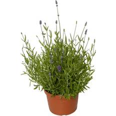 Lavender Felice Staude