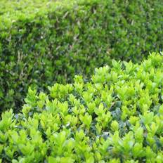 Halvskuggigt Häckplantor Buxus Microphylla