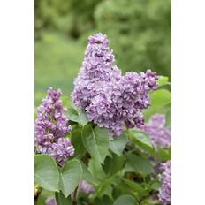 Syringa Vulgaris