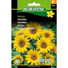 Hornum Sunflower Pacino