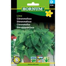 Citronmeliss Hornum Lemon Balm