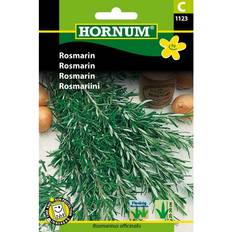 Rosmarin plante Hornum Rosmarin (1123) Krydderurtefrø
