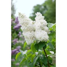 Syringa Vulgaris Alba