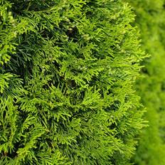 Thuja brabant Thuja Brabant Hækplante