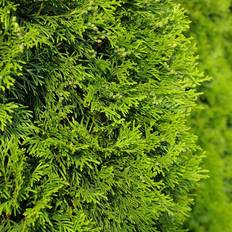 Thuja Brabant