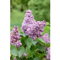 Krukor, Plantor & Odling Syringa Vulgaris