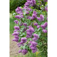 Syringa Vulgaris