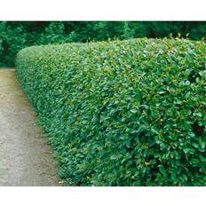 Cotoneaster Lucidus