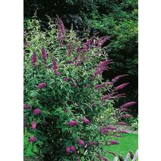 Prydnadsbuskar Buddleja Davidii 3 pack