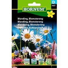 Hornum Blanding Blomstereng (1657) Blomsterfrø