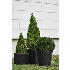 Buxus Træ & Busk