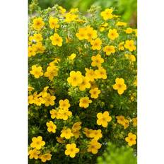 Träd & Buskar Piardino Potentilla Fruticosa Goldfinger