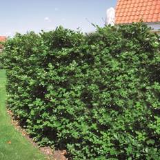 Halvskygge Hækplanter Fagus Sylvatica Beech