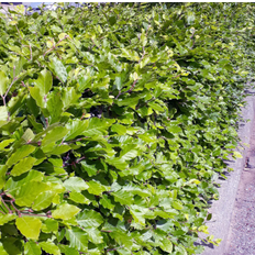 Bøg hæk Fagus Sylvatica