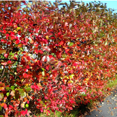 Aronia surbær Aronia Melanocarpa