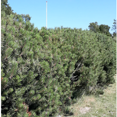 Pinus Mugo Prydbusk
