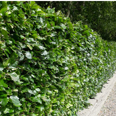 Bøg hæk Fagus Sylvatica Hækplante