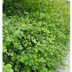 Ribes Alpinum Hækplante