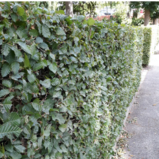 Carpinus Betulus Hækplante