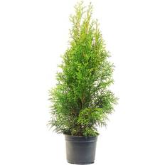 Planter Thuja Brabant 50-60cm