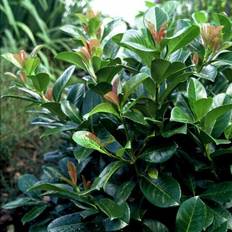 Prunus Laurocerasus 'Etna' Hækplante