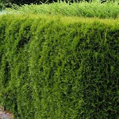 Thuja Thuja Occidentalis 'Emerald'