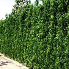 Thuja Thuja Occidentalis 'Brabrant'