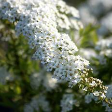 Hækplanter Spiraea Cinerea Grefshaim