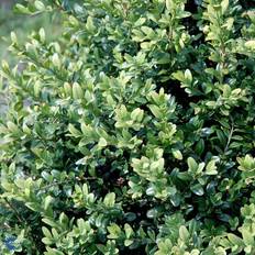 Hækplanter Boxwood Buxus Sempervirens