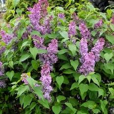 Syringa Vulgaris Hækplante