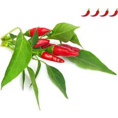 Click and Grow Smart Garden Piri Piri Chili Pepper Refill 3 pack Grøntsagsfrø