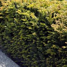 Tax Taxus Baccata Hækplante