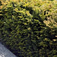 Taxus baccata Tax Taxus Baccata