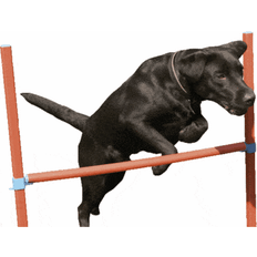 Agility hinder Rosewood Agility Hurdle