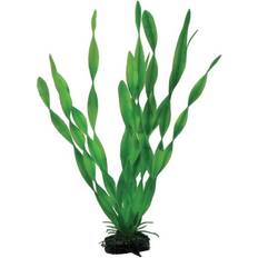 Vallisneria