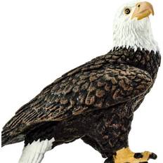 Safari Bald Eagle