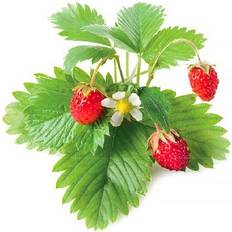 Jordbær planter Click and Grow Smart Garden Strawberry Refill 3-pack Frugt- & Bærfrø