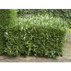 Cherry Laurel Hækplante