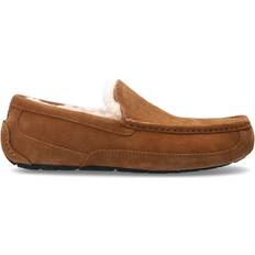 Brown - Men Loafers UGG Ascot - Chestnut