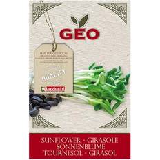 Geo Sunflower Seeds Frø