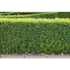 Hedge Box Boom