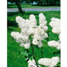 Piardino Syringa Vulgaris Alba