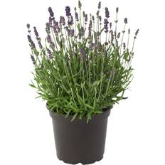 Lavender Lavandula Hidcote Staude